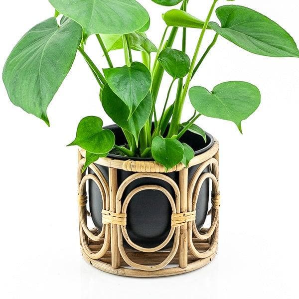 Mediterranean Boca Pot - Green Fresh Florals + Plants