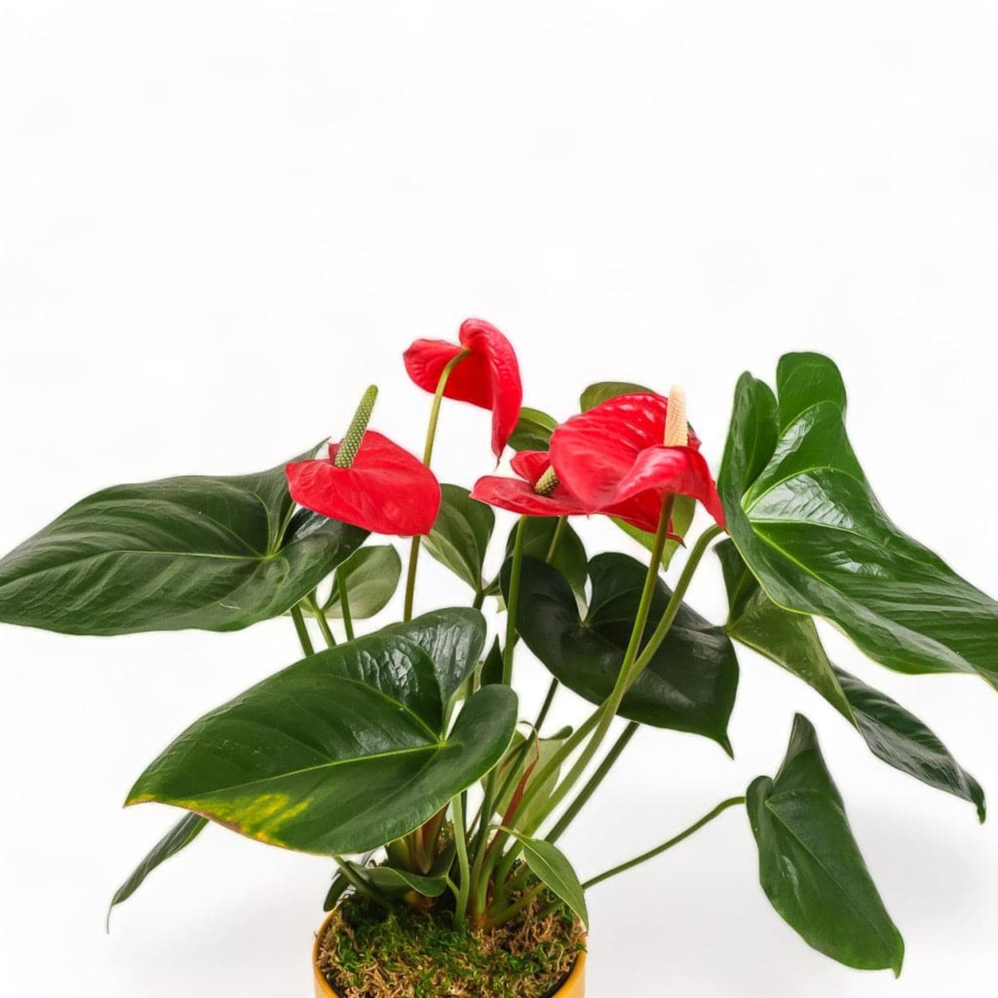 Medium Gemstone Potted Anthurium - Green Fresh Florals + Plants