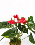 Medium Gemstone Potted Anthurium - Green Fresh Florals + Plants