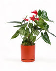 Medium Gemstone Potted Anthurium - Green Fresh Florals + Plants