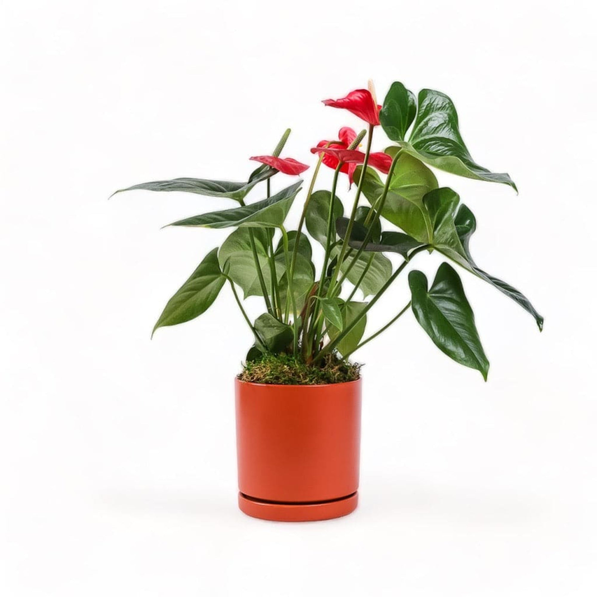 Medium Gemstone Potted Anthurium - Green Fresh Florals + Plants