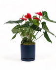 Medium Gemstone Potted Anthurium - Green Fresh Florals + Plants