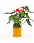 Medium Gemstone Potted Anthurium - Green Fresh Florals + Plants