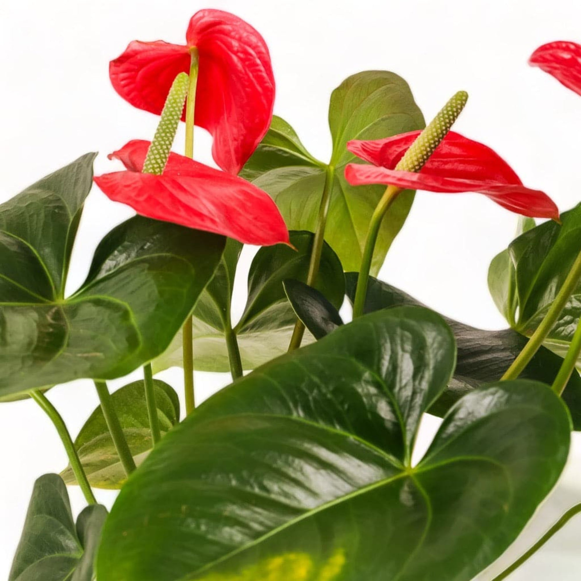 Medium Gemstone Potted Anthurium - Green Fresh Florals + Plants