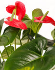 Medium Gemstone Potted Anthurium - Green Fresh Florals + Plants