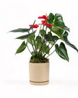 Medium Gemstone Potted Anthurium - Green Fresh Florals + Plants