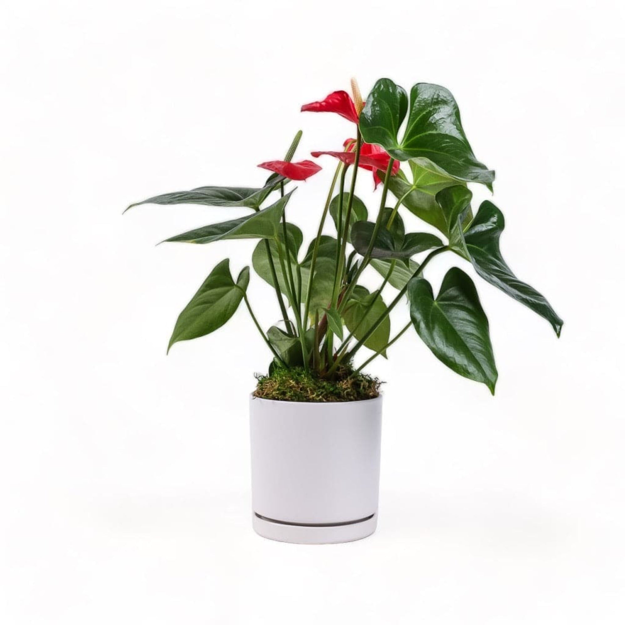 Medium Gemstone Potted Anthurium - Green Fresh Florals + Plants