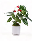 Medium Gemstone Potted Anthurium - Green Fresh Florals + Plants