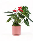 Medium Gemstone Potted Anthurium - Green Fresh Florals + Plants