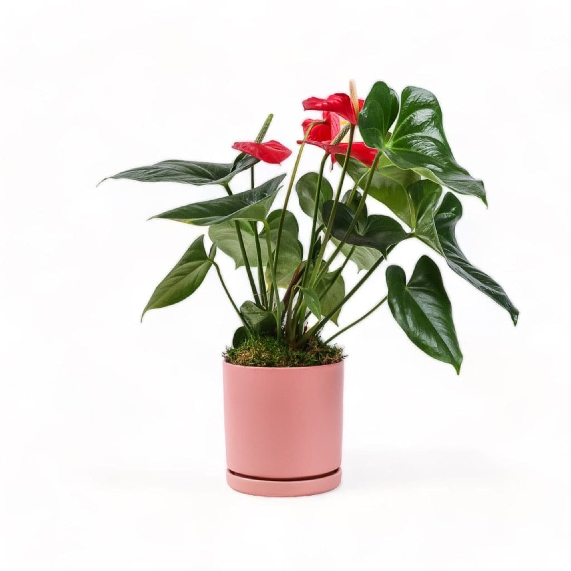 Medium Gemstone Potted Anthurium - Green Fresh Florals + Plants