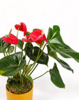 Medium Gemstone Potted Anthurium - Green Fresh Florals + Plants