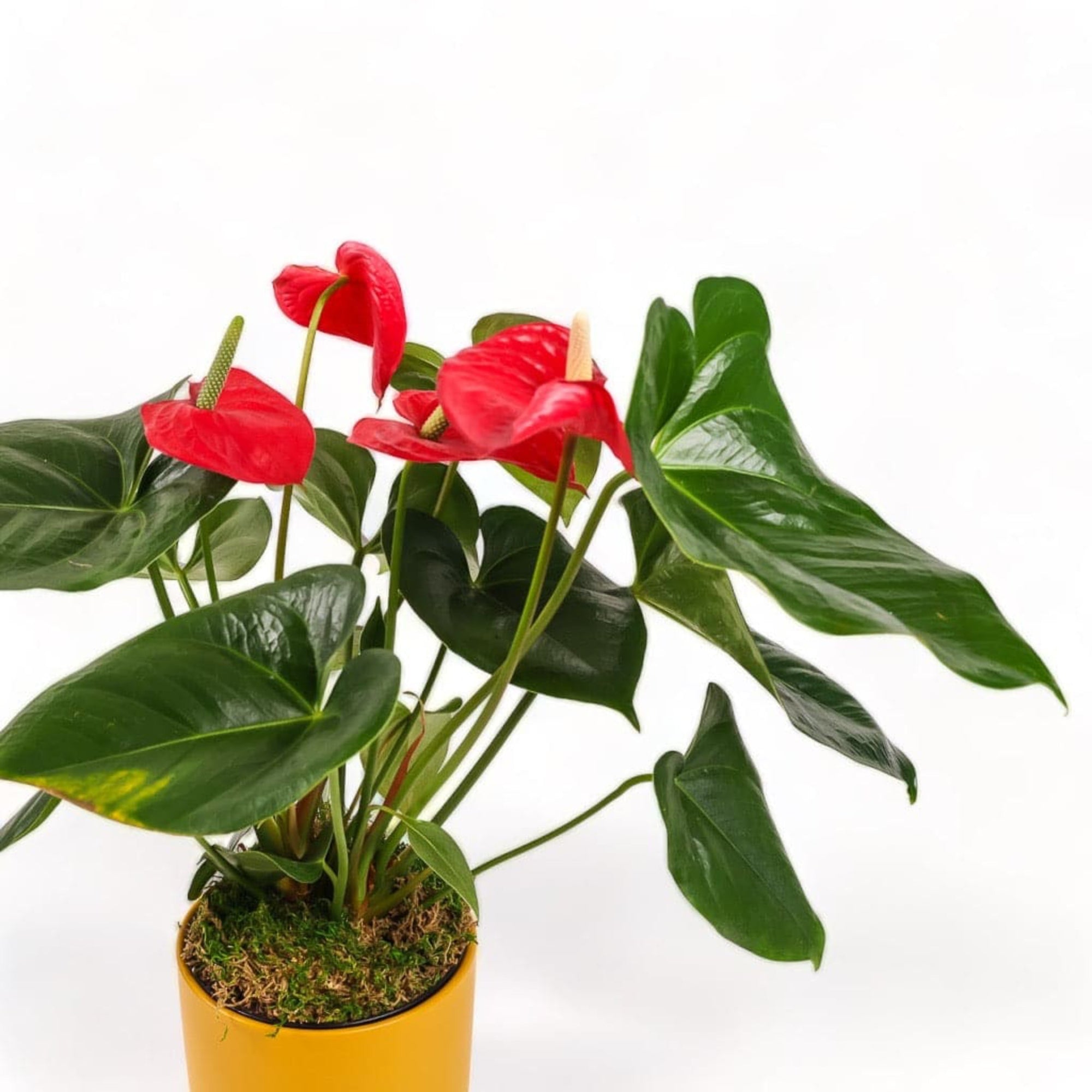 Medium Gemstone Potted Anthurium - Green Fresh Florals + Plants