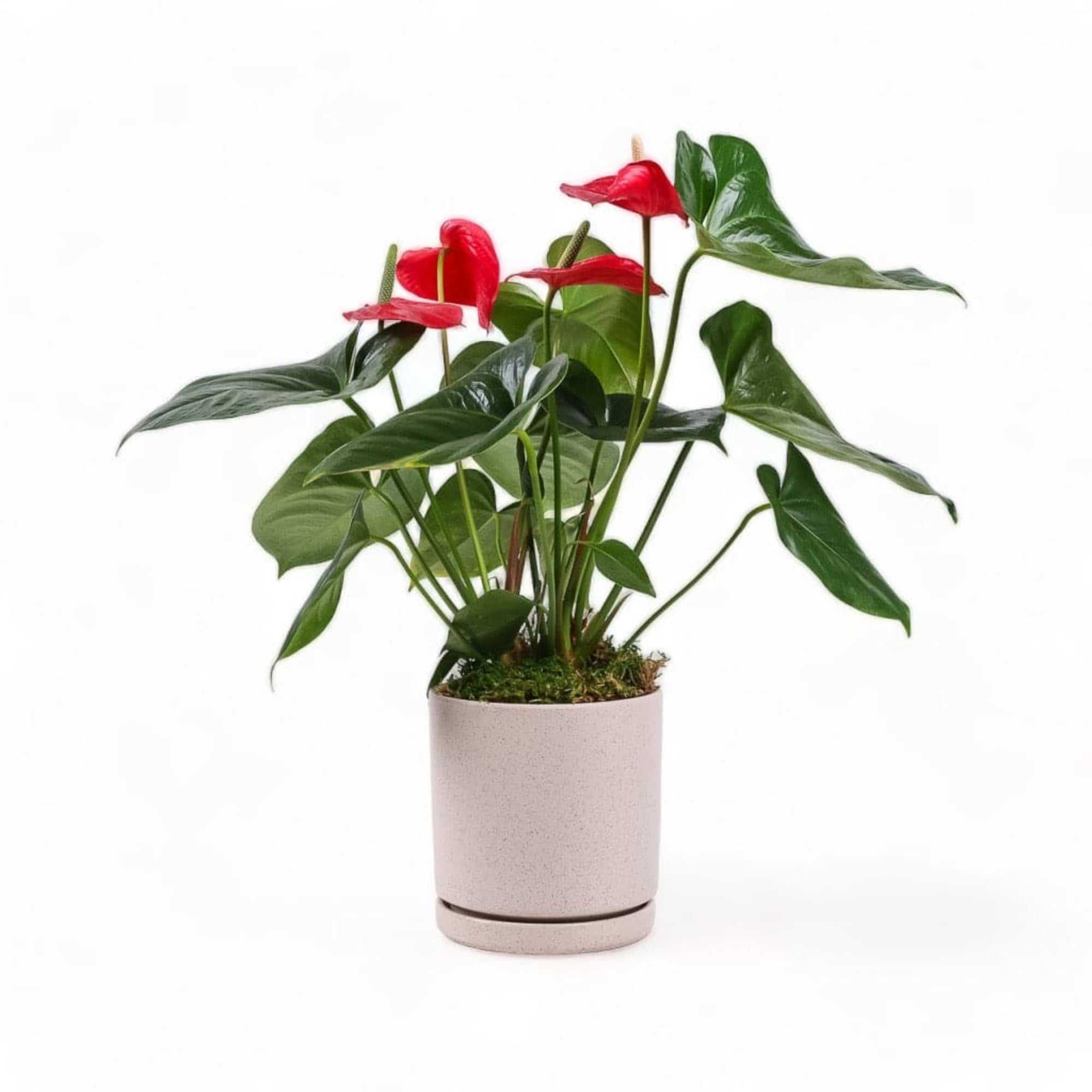 Medium Gemstone Potted Anthurium - Green Fresh Florals + Plants