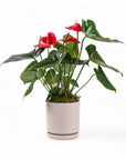 Medium Gemstone Potted Anthurium - Green Fresh Florals + Plants