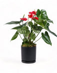 Medium Gemstone Potted Anthurium - Green Fresh Florals + Plants