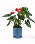 Medium Gemstone Potted Anthurium - Green Fresh Florals + Plants