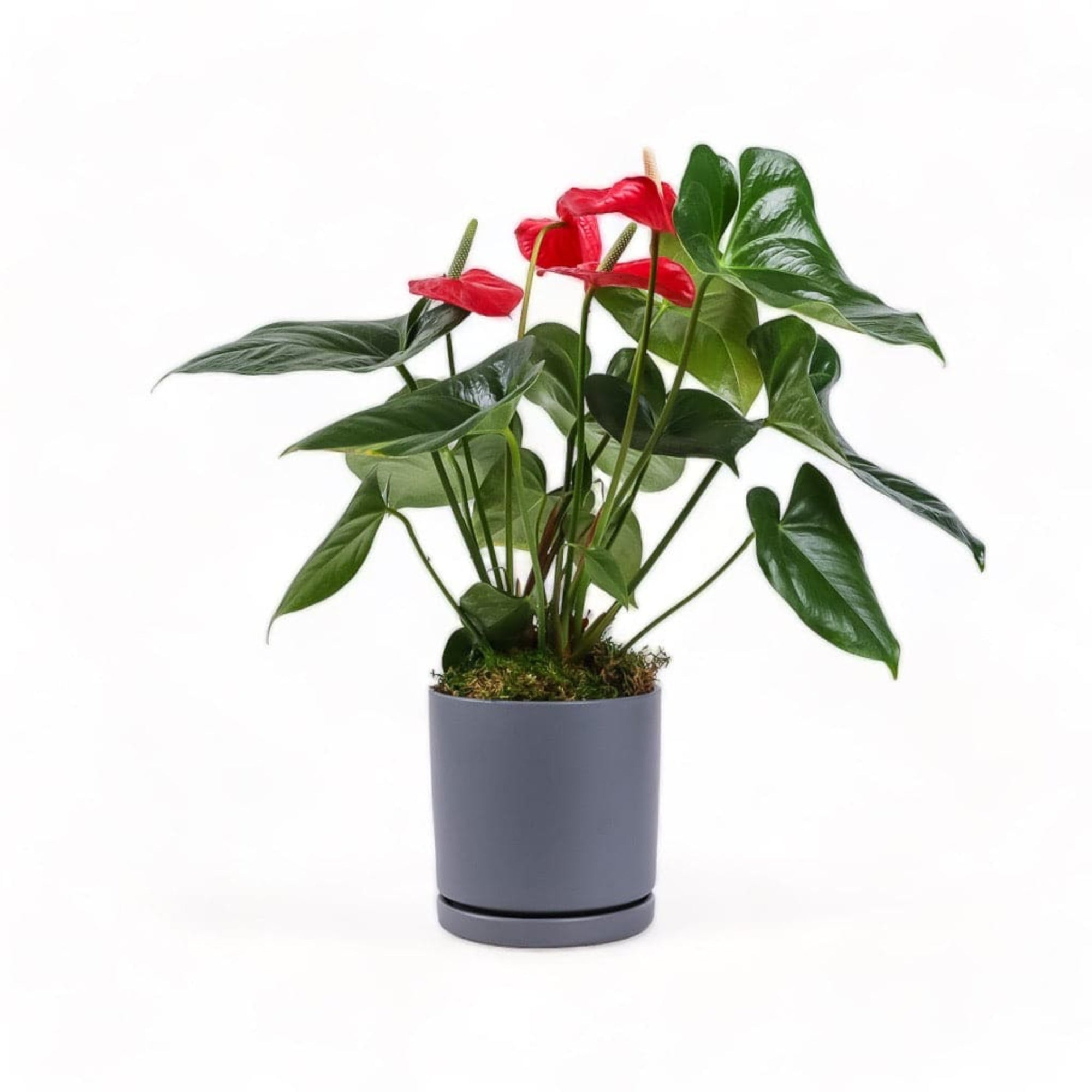 Medium Gemstone Potted Anthurium - Green Fresh Florals + Plants