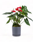 Medium Gemstone Potted Anthurium - Green Fresh Florals + Plants