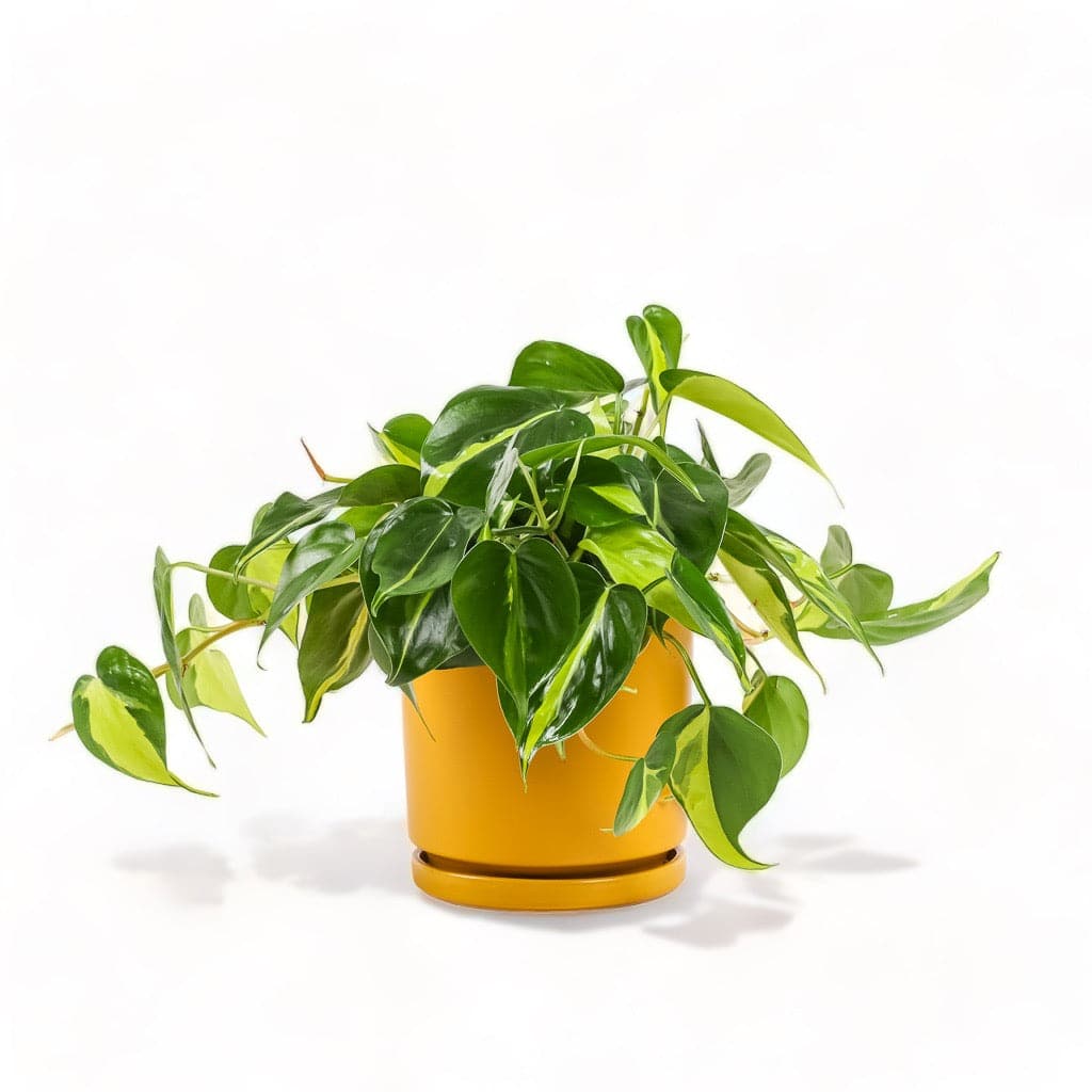 Medium Gemstone Potted Brasil Philodendron - Green Fresh Florals + Plants