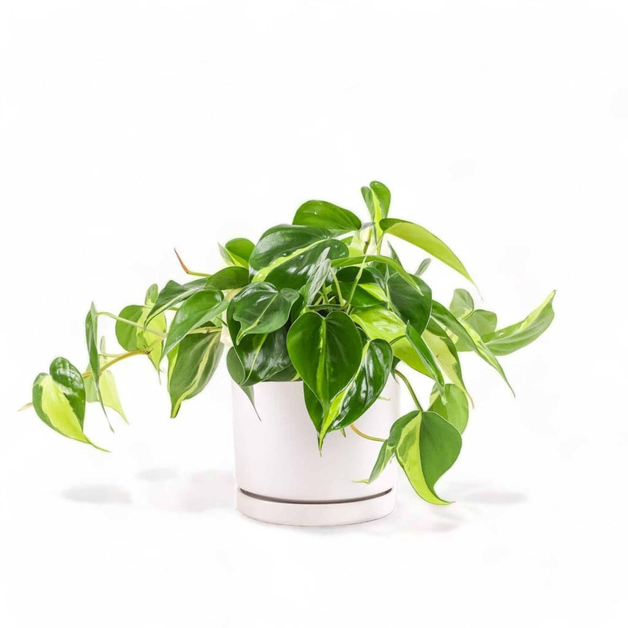 Medium Gemstone Potted Brasil Philodendron - Green Fresh Florals + Plants