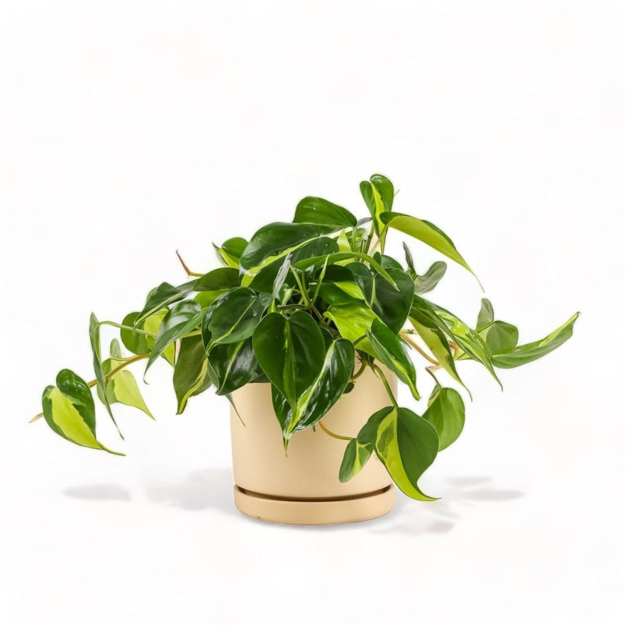 Medium Gemstone Potted Brasil Philodendron - Green Fresh Florals + Plants