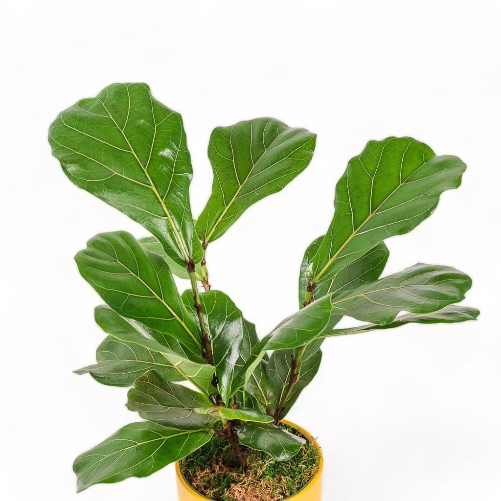 Medium Gemstone Potted Fiddle Leaf Fig - Green Fresh Florals + Plants