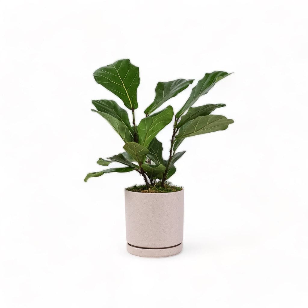 Medium Gemstone Potted Fiddle Leaf Fig - Green Fresh Florals + Plants