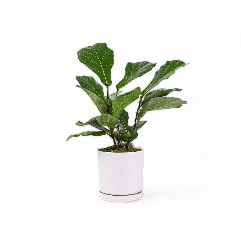 Medium Gemstone Potted Fiddle Leaf Fig - Green Fresh Florals + Plants