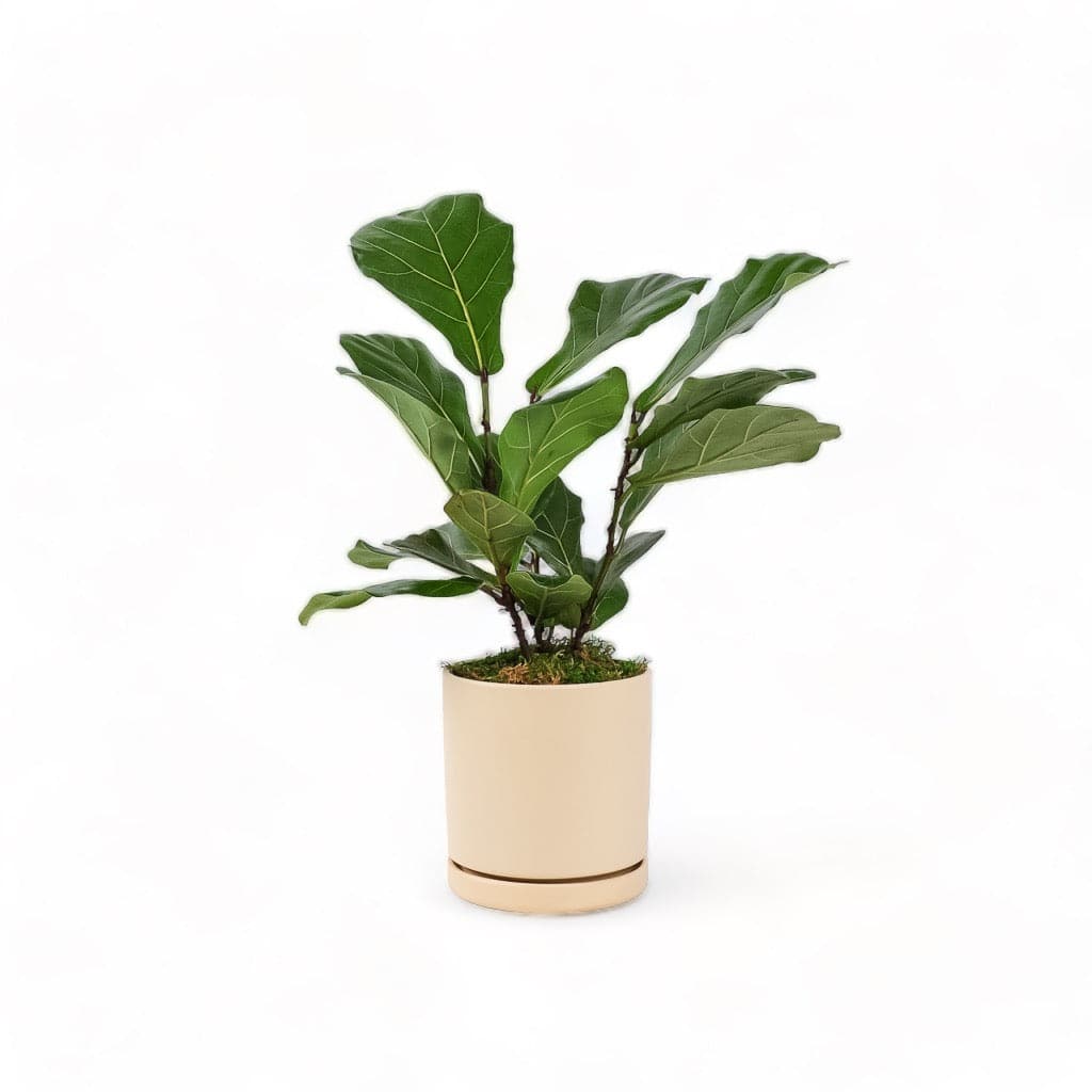 Medium Gemstone Potted Fiddle Leaf Fig - Green Fresh Florals + Plants