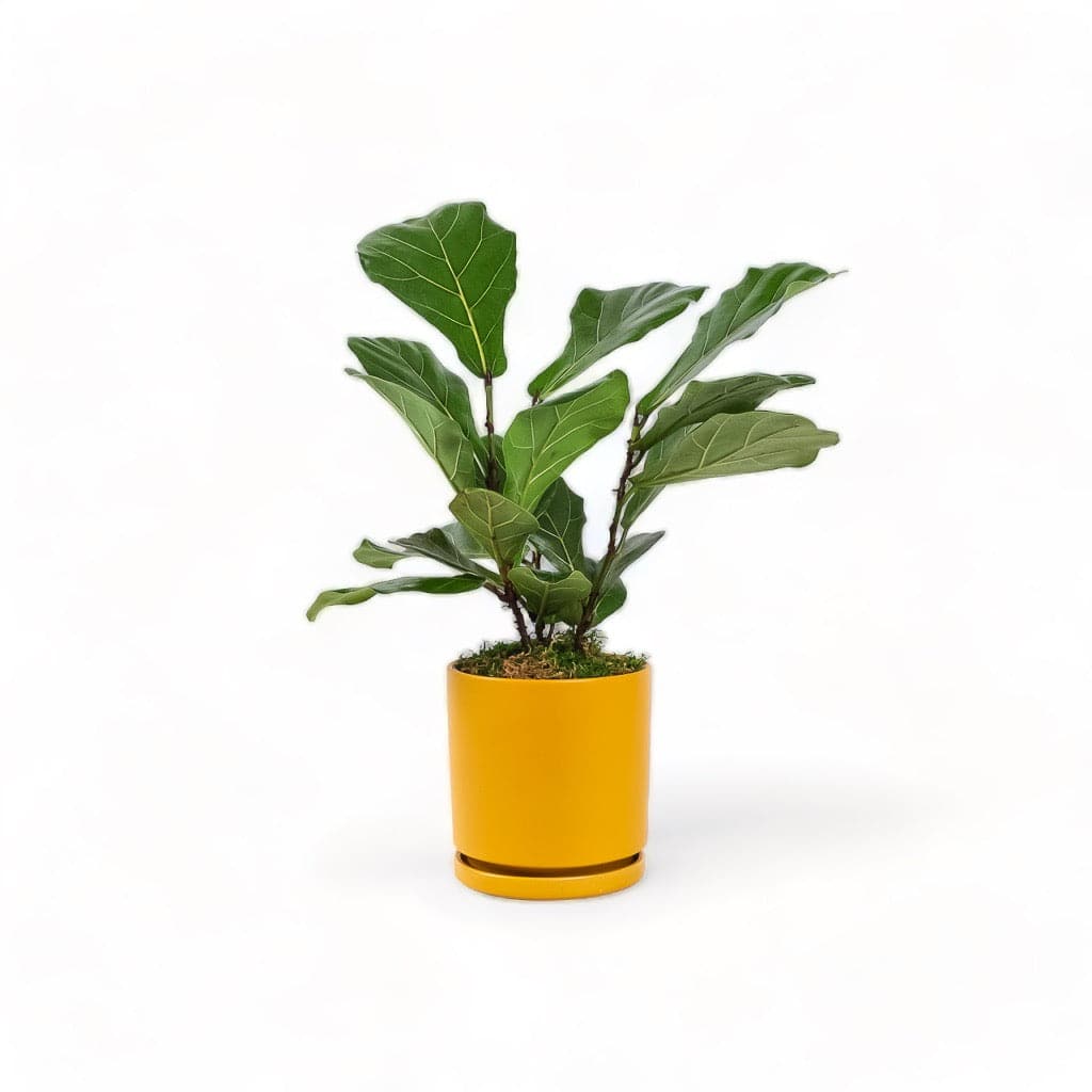 Medium Gemstone Potted Fiddle Leaf Fig - Green Fresh Florals + Plants