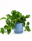 Medium Gemstone Potted Golden Pothos - Green Fresh Florals + Plants