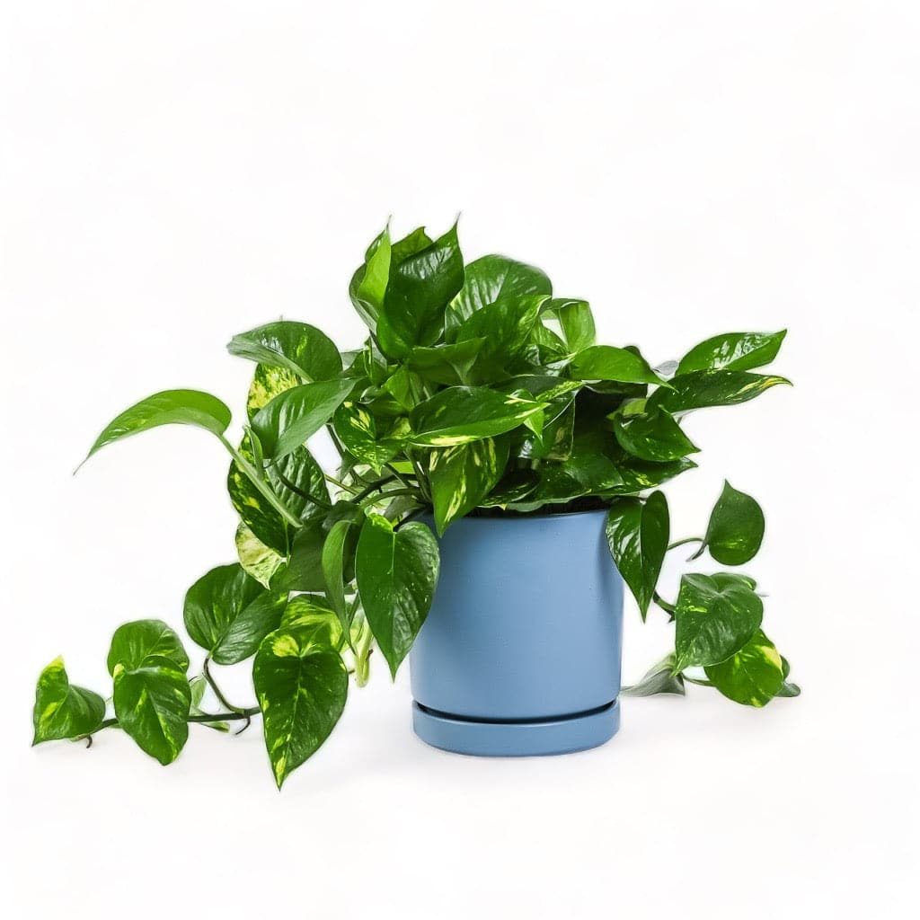 Medium Gemstone Potted Golden Pothos - Green Fresh Florals + Plants