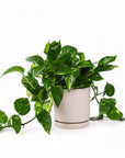 Medium Gemstone Potted Golden Pothos - Green Fresh Florals + Plants