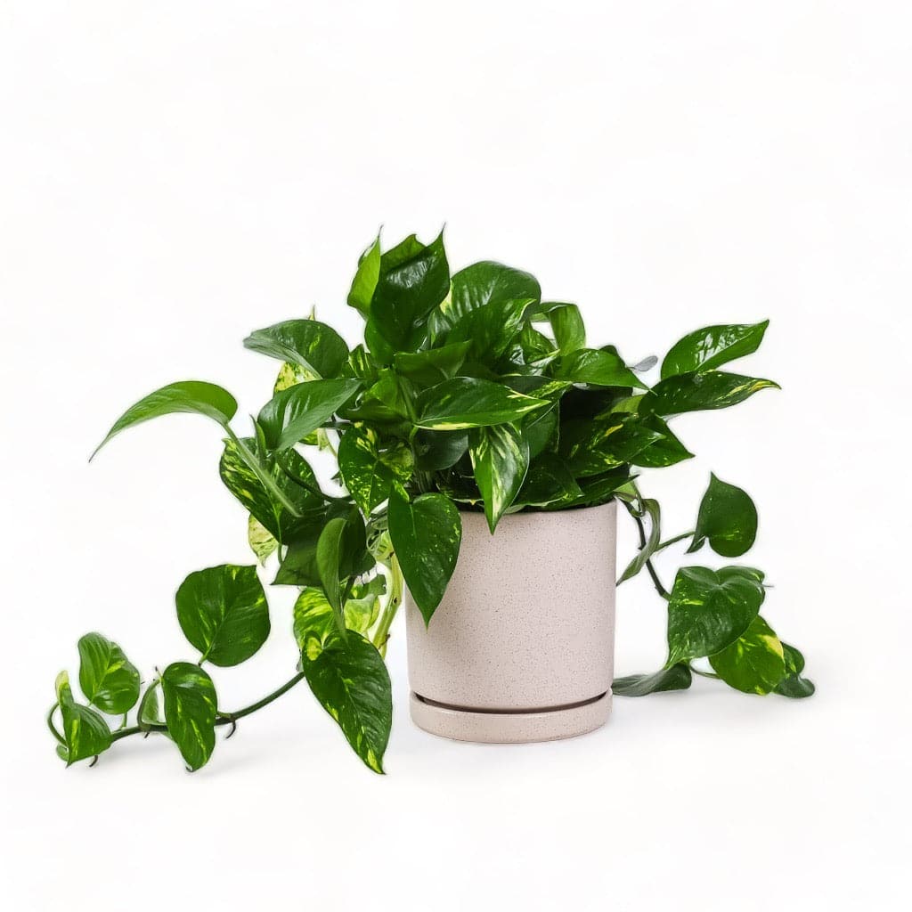 Medium Gemstone Potted Golden Pothos - Green Fresh Florals + Plants