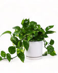 Medium Gemstone Potted Golden Pothos - Green Fresh Florals + Plants