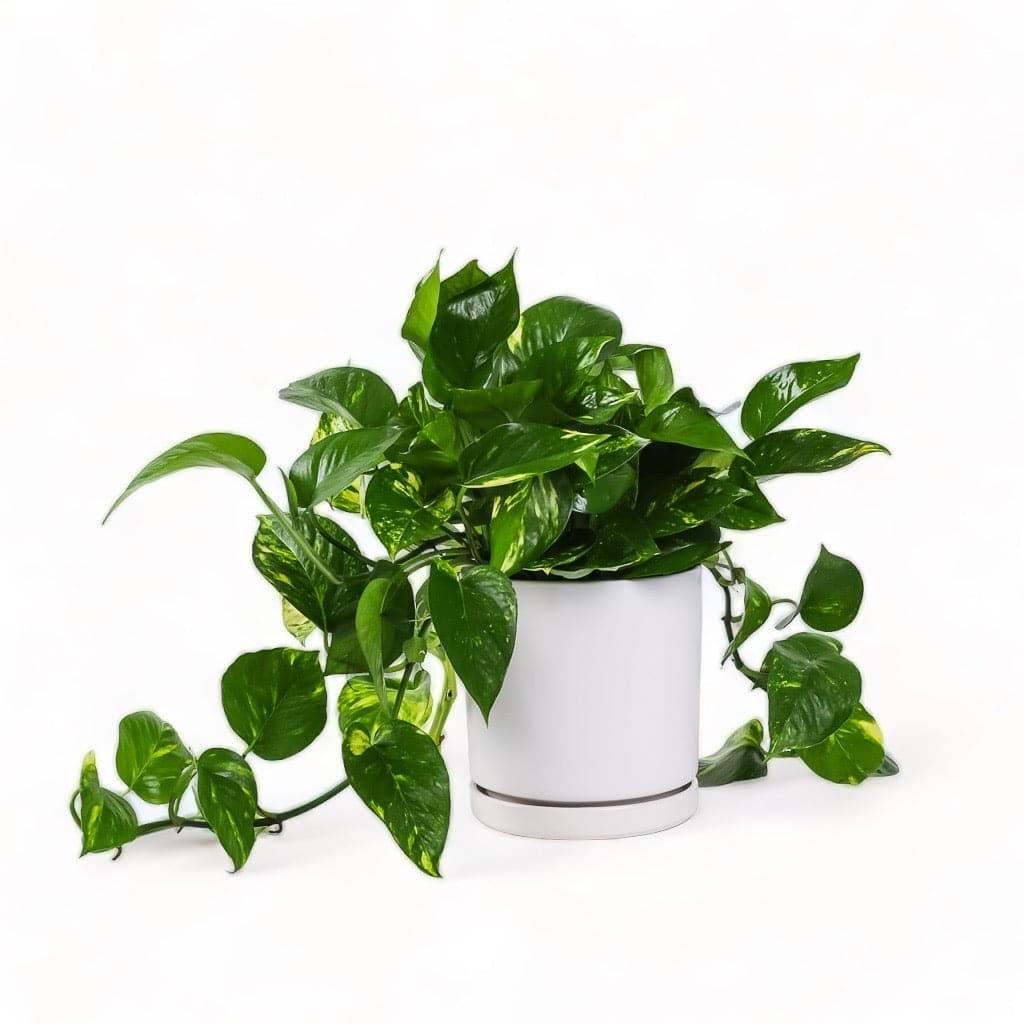 Medium Gemstone Potted Golden Pothos - Green Fresh Florals + Plants