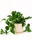 Medium Gemstone Potted Golden Pothos - Green Fresh Florals + Plants