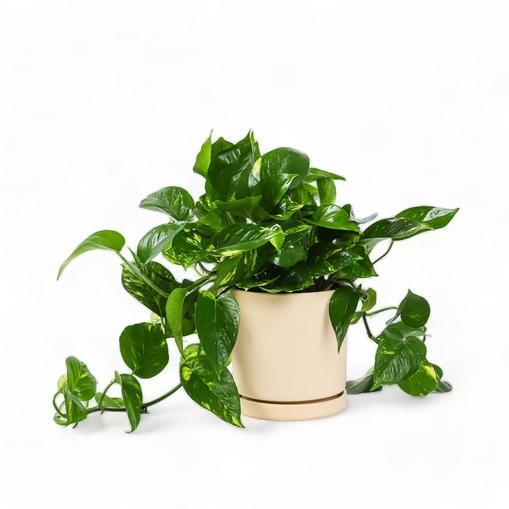 Medium Gemstone Potted Golden Pothos - Green Fresh Florals + Plants