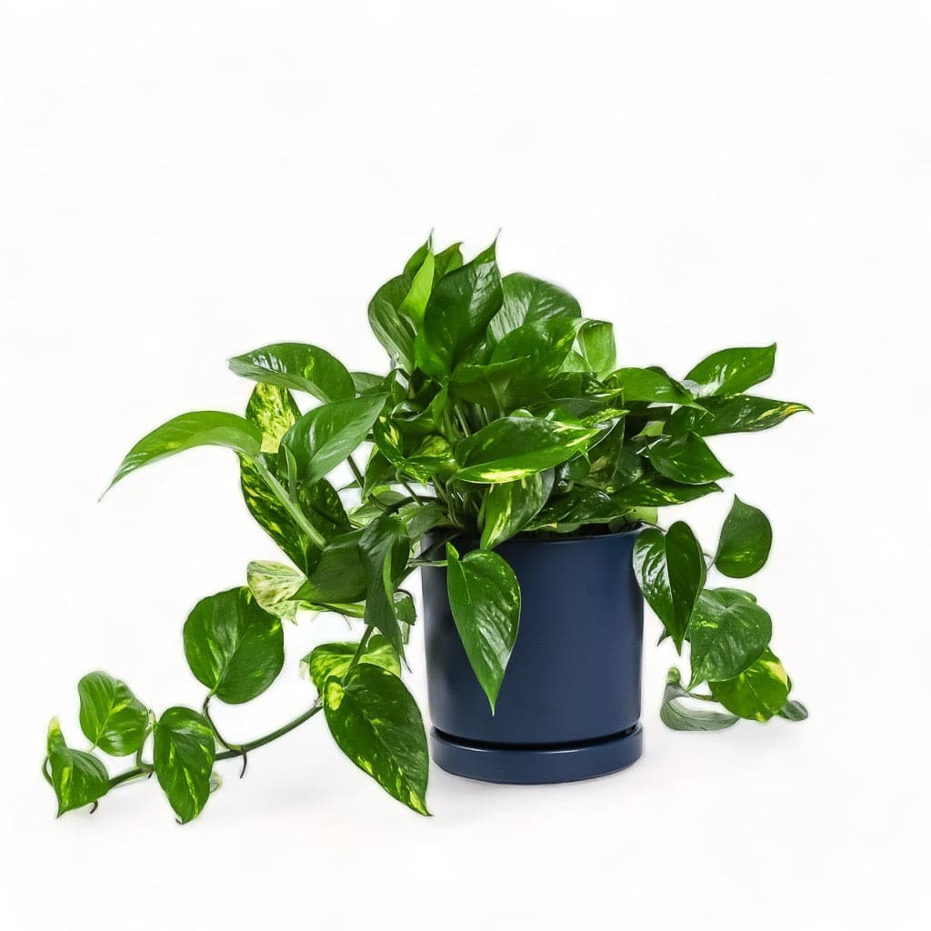 Medium Gemstone Potted Golden Pothos - Green Fresh Florals + Plants