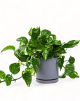 Medium Gemstone Potted Golden Pothos - Green Fresh Florals + Plants