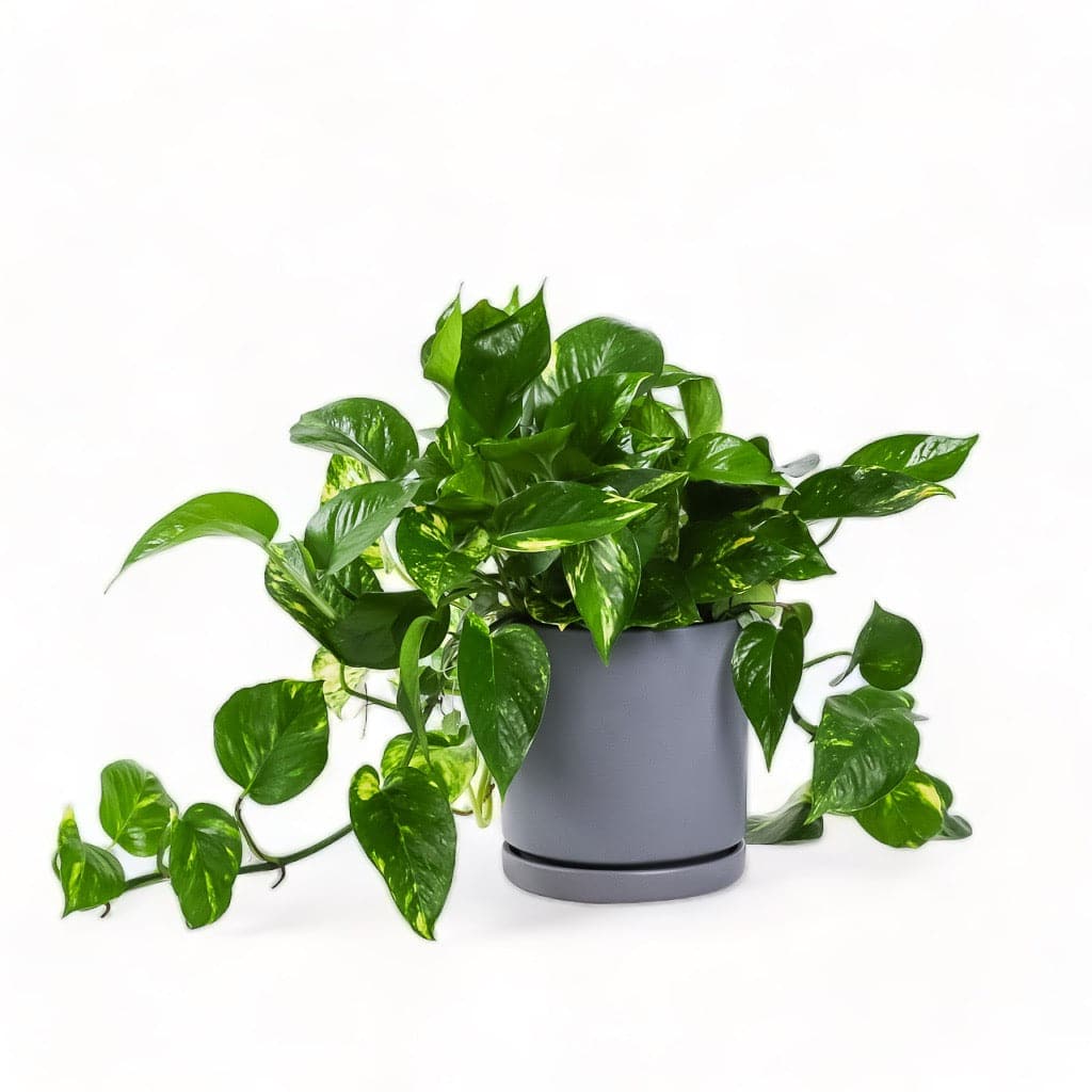 Medium Gemstone Potted Golden Pothos - Green Fresh Florals + Plants