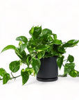 Medium Gemstone Potted Golden Pothos - Green Fresh Florals + Plants