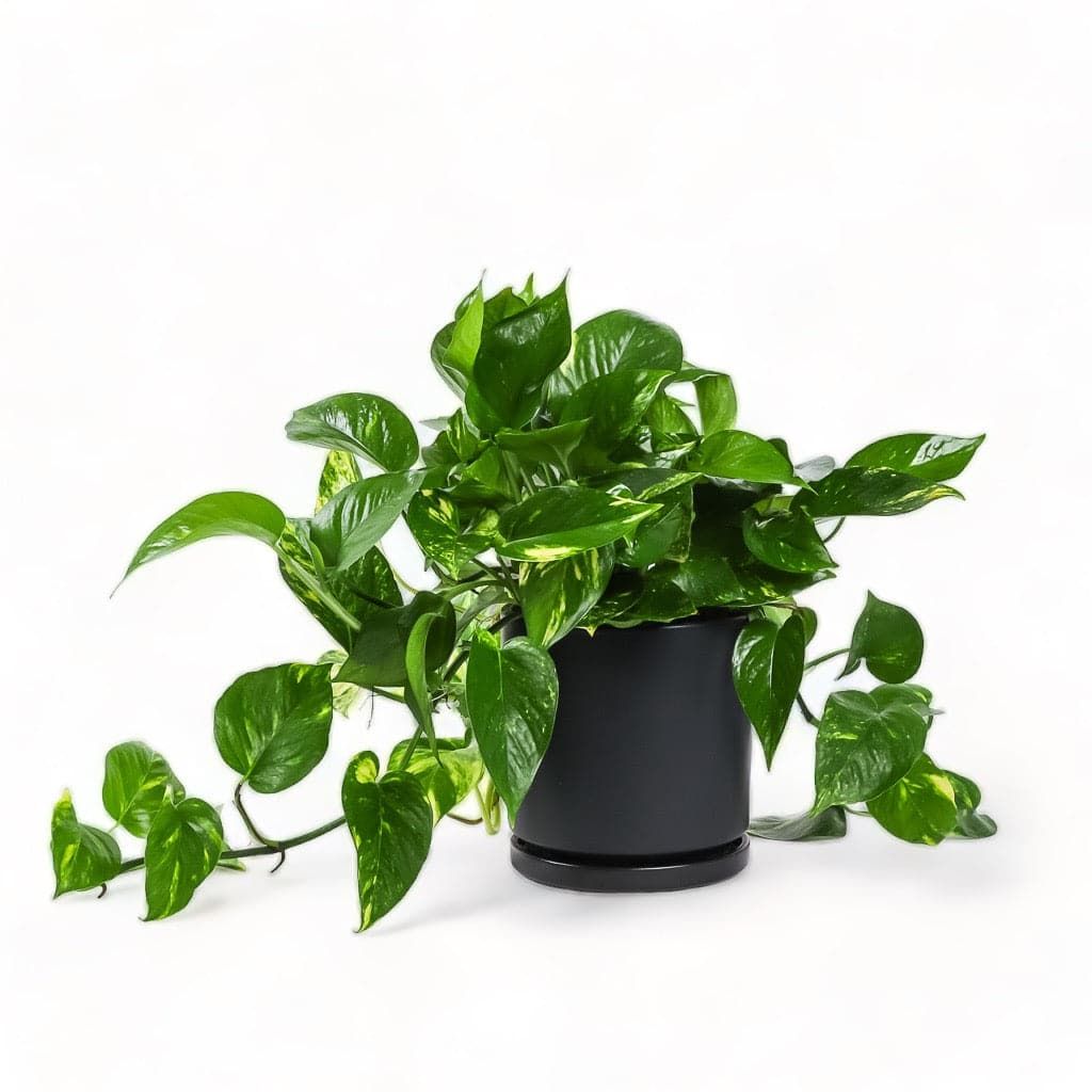 Medium Gemstone Potted Golden Pothos - Green Fresh Florals + Plants