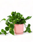 Medium Gemstone Potted Golden Pothos - Green Fresh Florals + Plants