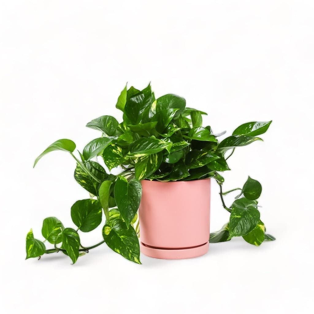 Medium Gemstone Potted Golden Pothos - Green Fresh Florals + Plants