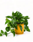 Medium Gemstone Potted Golden Pothos - Green Fresh Florals + Plants