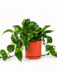 Medium Gemstone Potted Golden Pothos - Green Fresh Florals + Plants