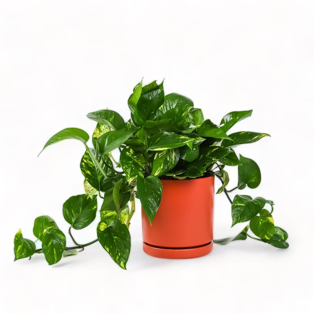 Medium Gemstone Potted Golden Pothos - Green Fresh Florals + Plants