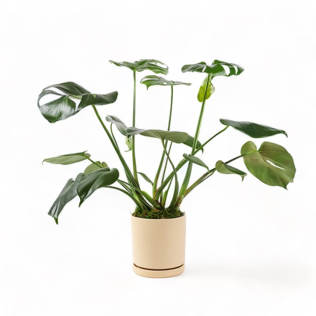 Medium Gemstone Potted Monstera Deliciosa - Green Fresh Florals + Plants