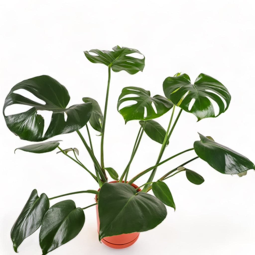 Medium Gemstone Potted Monstera Deliciosa - Green Fresh Florals + Plants